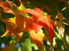 Пъстроцветна есен