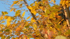 Шарена златиста есен