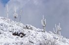 Когато завали сняг в Аризона, става нещо необичайно – огромни кактуси се покриват със сняг 