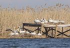 Първите пеликанчета за годината се излюпиха в защитената колония в „Сребърна“
