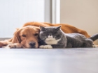 Още 6 начина по които четириногият ви домашен любимец показва, че има нужда от спешен ветеринар