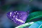 До края на август в Бургас ви очаква изложба с големи живи пеперуди