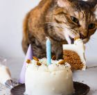 Да направиш торта за котката си – защо пък не?