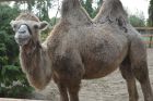 Дарко – двугърбата камила, която ще живее в Павликени