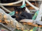 Уникално красиво черна пантера пристигна в Бургас