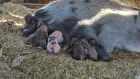 7 мини прасенца се родиха в зоопарка в Бургас
