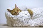Сънуват ли котките?