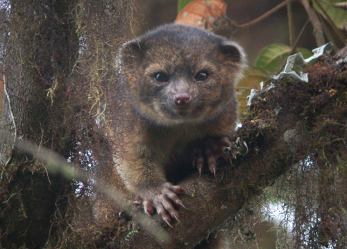 Откриха ново животно в Еквадор