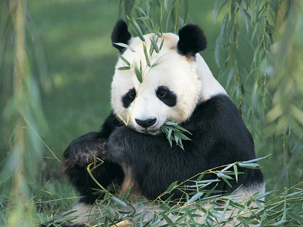 Пандите са най-застрашените животни