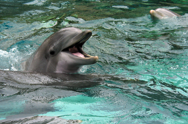 Делфините пищят когато са щастливи