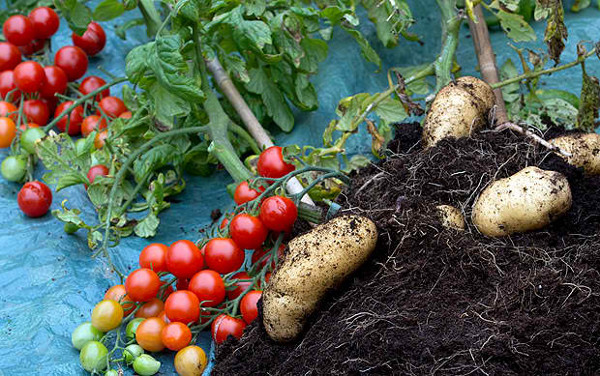 Създадоха растение, което ражда едновременно картофи и домати