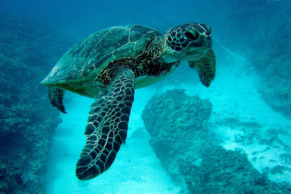 Зелената морска костенурка – най-старата и голяма в целия свят