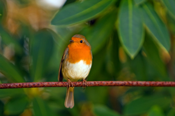 На 1-ви април отбелязваме Международния ден на птиците
