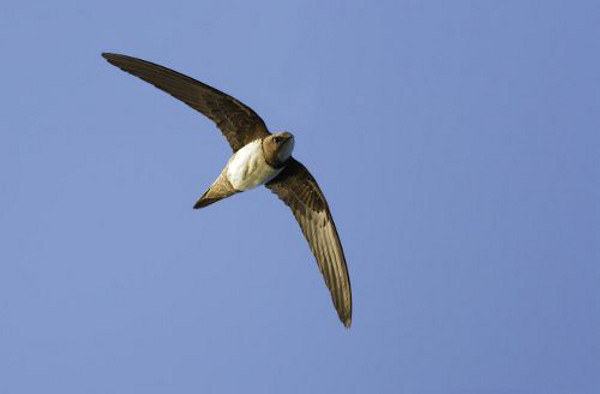 Алпийският бързолет – най-добре летящата птица в България