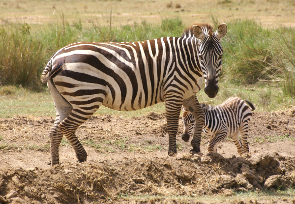 Защо зебрите имат черно-бели ивици – тайната е разгадана