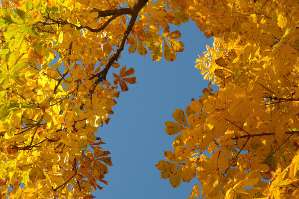 Есен златокоса