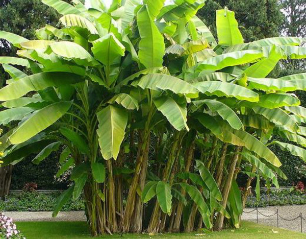 Къде растат бананите – съществуват ли бананови палми?