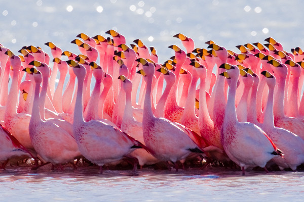 Знаете ли защо фламингото е розово?