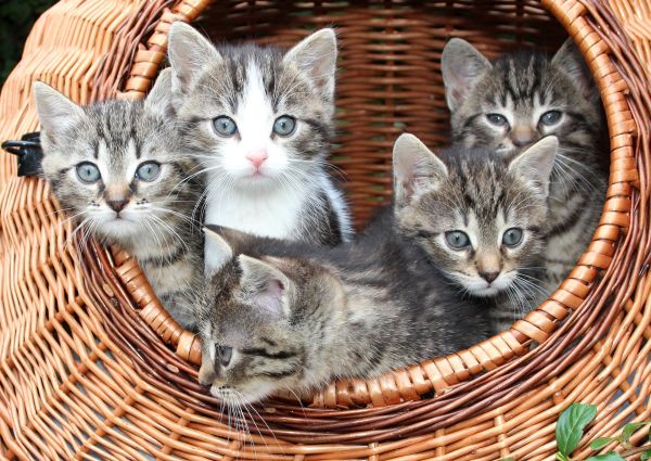 Пет неща за котките, които със сигурност не знаете