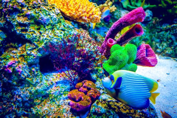 Какво са коралите, животни, растения или скали?