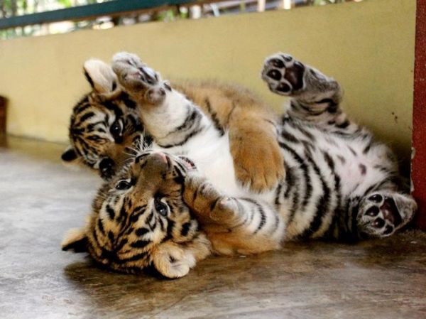 Търсят кръстници за 4-те тигърчета, родили се скоро в пазарджишкия зоопарк