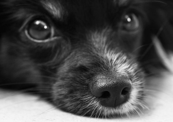 Кучетата измерват времето с носа си