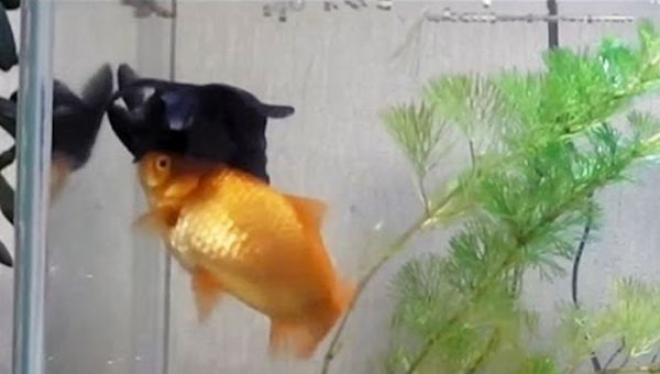 Златна рибка става герой – помага на приятел в беда