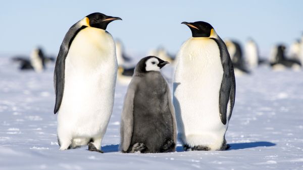 Императорските пингвини са по-изумителни, отколкото си мислим