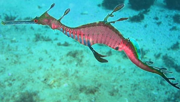 Рубинен морски дракон – животното, което ще видите за първи път