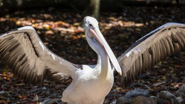 Розови пеликани гостуват в резервата „Сребърна“