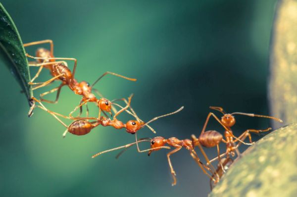 Драгонова мравка и розов скакалец са в челната десетка на новите видове