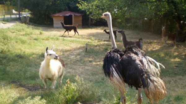 Щраус с интересна история е най-новият обитател на Старозагорския зоопарк