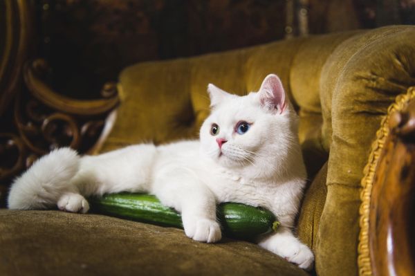 Из света на котките: защо краставиците са толкова страшни