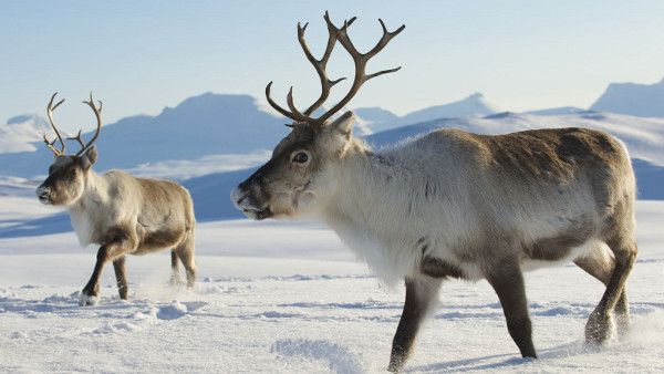 Северните елени са едни от най-удивителните създания!