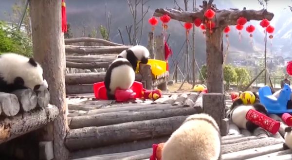 Бебета панди получават подаръци за китайската Нова година и са по-смешни от всякога