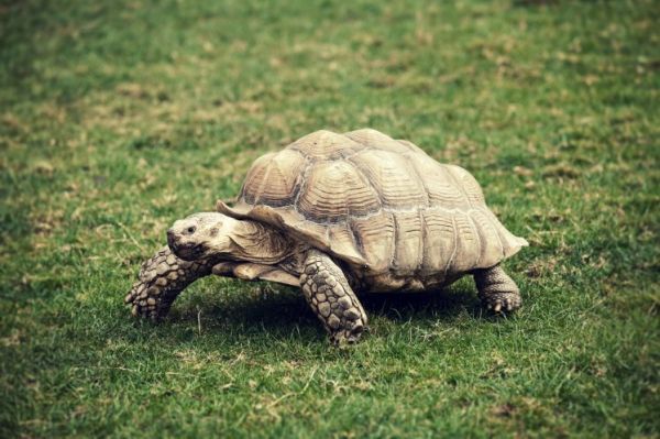 100-годишна костенурка успя да избяга от вкъщи