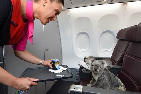 Пътуваш си в самолета и... коала