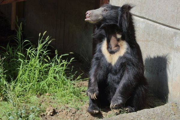 Лийм – вдъхновителят на Балу е най-новият обитател на Софийския зоопарк