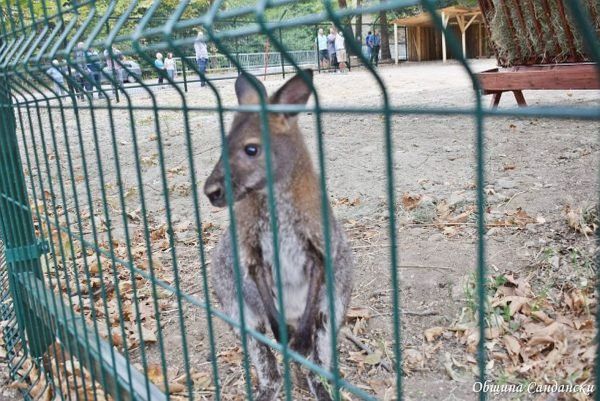 След 17 дни кенгуруто беглец от Сандански отново си е вкъщи