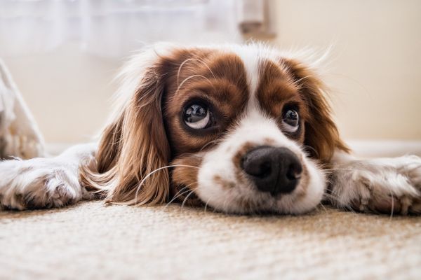 Още 5 неща, които да спрете да правите, за да не разстройвате или обиждате кучето си