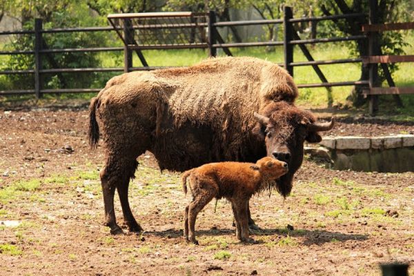 Време е за нови попълнения: зоопаркът в София с първи бебета за годината, бургаският също има с какво да се похвали