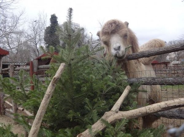 Не изхвърляйте елхата след празниците, а зарадвайте животните от зоопарк Варна