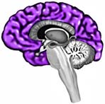 Човешкият мозък