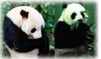 Голямата панда е застрашен от изчезване вид