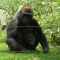 Най-големия вид маймуна е горилата, среща се в горите...