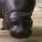 Хипопотамът (Hippopotamus amphibius), наричан също речен кон, е...