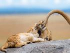 За световния ден на лъва: насладете се на тези зашеметяващи кадри