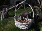 Маймуните от Софийския зоопарк също празнуват Великден