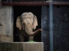 Запознайте се с Фрося и Луиза – новите слоници в Софийския зоопарк