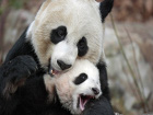 Малката панда Тай Шан получава игриво ухапване от...
